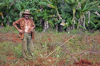 Cuban farmer and traditional plough on tobacco plantation in the Vinales Valley