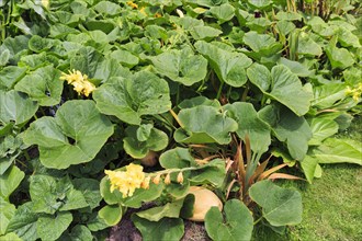 Pumpkin plants with flowers and squash