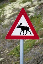 Warning sign for moose