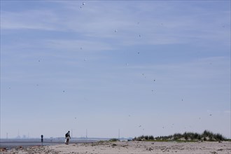 Tourist in the breeding colony of the Little Tern