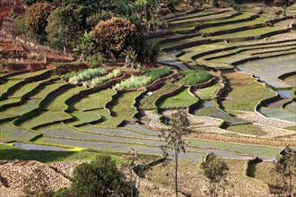 Rice Terraces near Fianarantsoa