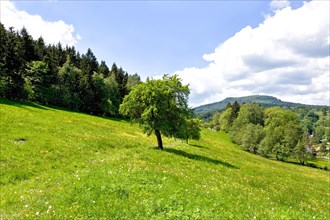 Green hilly landscape in the Zittau Mountains
