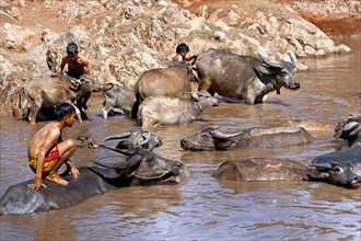 Water buffalo and children in the water