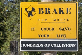 Yellow warning sign for moose