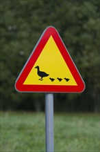 Warning sign for waterfowl and ducks crossing the road
