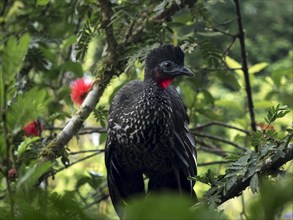 Crested guan