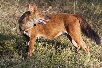 Red or Asiatic wild dog