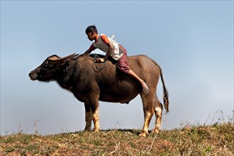 Boy riding water buffalo