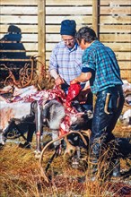 Reindeer slaughter by Sami people outdoors in autumn