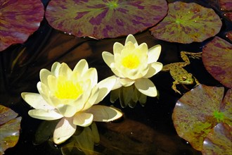 Water lilies