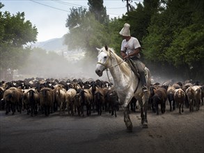 Rider and flock of sheep