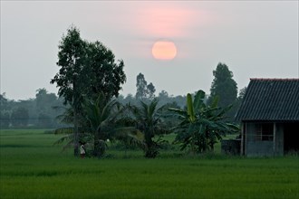 Evening mood over rice paddies