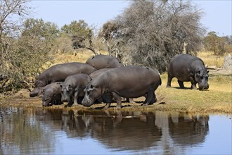 (Hippopotamus amphibius) Moremi, Okavango Delta, Botswana, Africa