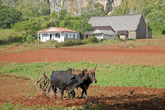 Cuban farmer ploughing field with traditional plough pulled by oxen on tobacco plantation in the Vinales Valley