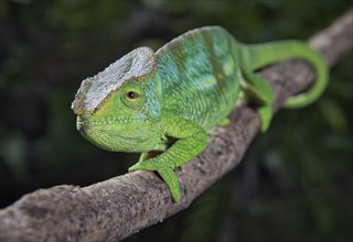 Parson's chameleon male