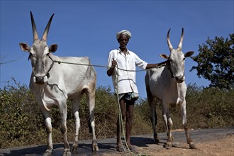 Farmer with cattle