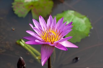Red-flowered water lily