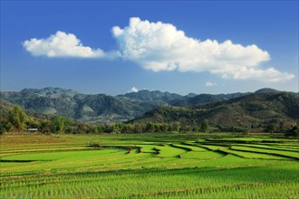 Rice fields and mountain landscape