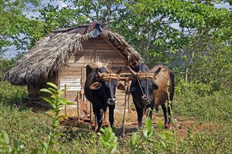 Team of oxen in front of hut at tobacco plantation in the Vinales Valley