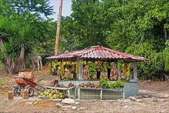 Roadside fruit stand with bananas