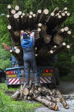 Forester attaching red and white striped rear load marker after loading felled tree trunks on logging truck in forest