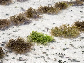 Eucheuma seaweed cultivation