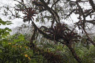 Cloud Forests of Mindo
