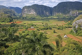 Traditional agriculture in the Vinales Valley