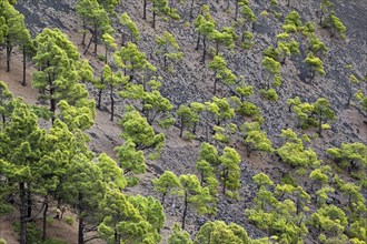 Conifers in the Teneguia volcanic crater