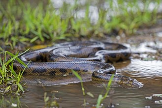 Anaconda snake in shallow water of swamp in the Pampas del Yacuma in Bolivia