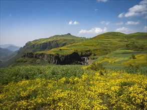 Mountain landscape with yellow flowering meadows