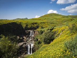 Waterfall in yellow flowering meadows
