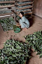 Worker on silkworm farm
