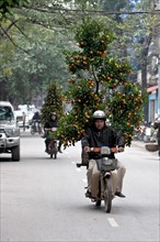 Man transports New Year tree on motorbike