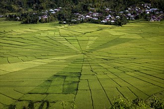 Spiderweb rice paddies