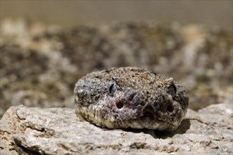 Close up of head speckled rattlesnake
