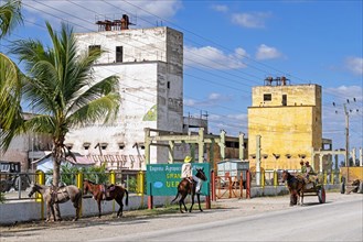Mules in front of agricultural plant along the Carretera Central