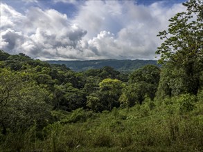 Arenal Rainforest