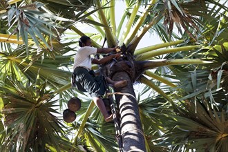 Man climbing palm tree to harvest palm sap