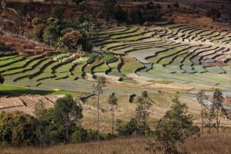 Rice Terraces near Fianarantsoa