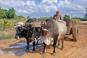 Cuban farmer on oxen cart riding along dirt road