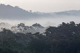 Morning mist over the jungle