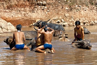 Water buffalo and children in the water
