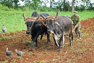 Cuban farmer ploughing field with traditional plough pulled by oxen on tobacco plantation in the Vinales Valley
