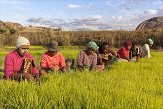 Women in the rice field