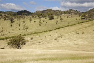 Grassy hill slopes of the mountain range Sierra Maestra