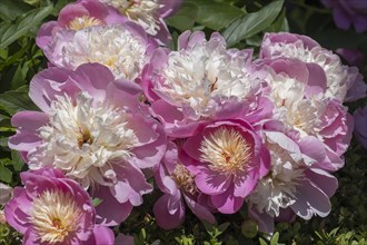 Blossoms of a peony