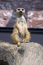 Meerkat