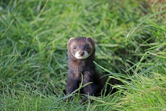 European polecat