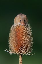 Eurasian harvest mouse